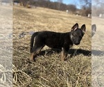 Small #4 German Shepherd Dog