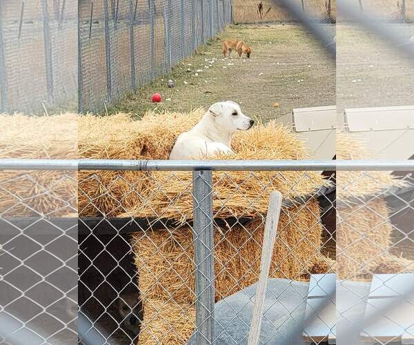 Medium Photo #2 Mutt Puppy For Sale in Chinook, MT, USA