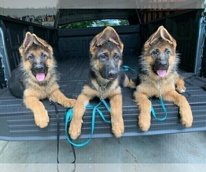 German Shepherd Dog Puppy for sale in WEST CHESTER, OH, USA