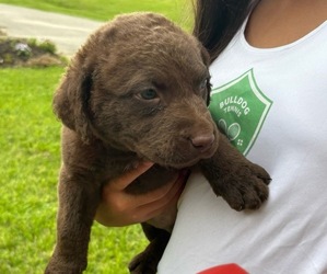 Chesapeake Bay Retriever Puppy for sale in COOKEVILLE, TN, USA