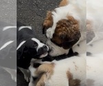 Small Photo #35 Cane Corso-Saint Bernard Mix Puppy For Sale in WORCESTER, MA, USA