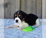 Small Photo #3 Beaglier Puppy For Sale in PRESTON, MD, USA