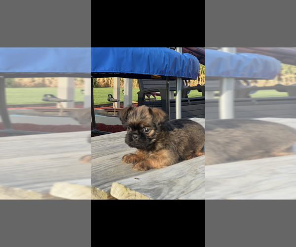 Medium Photo #3 Brussels Griffon Puppy For Sale in NILES, MI, USA