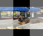 Small #2 Brussels Griffon