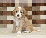 Image preview for Ad Listing. Nickname: Jade