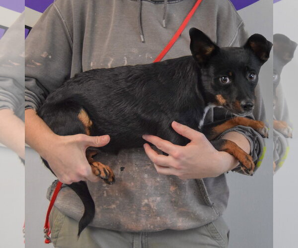 Medium Photo #2 Dachshund-Unknown Mix Puppy For Sale in Huntley, IL, USA