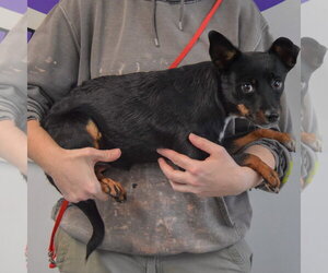 Holi - Female Dachshund-Unknown Mix Dog for Adoption - Photo #2
