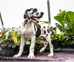 Small #6 Great Dane