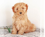 Puppy 1 Goldendoodle