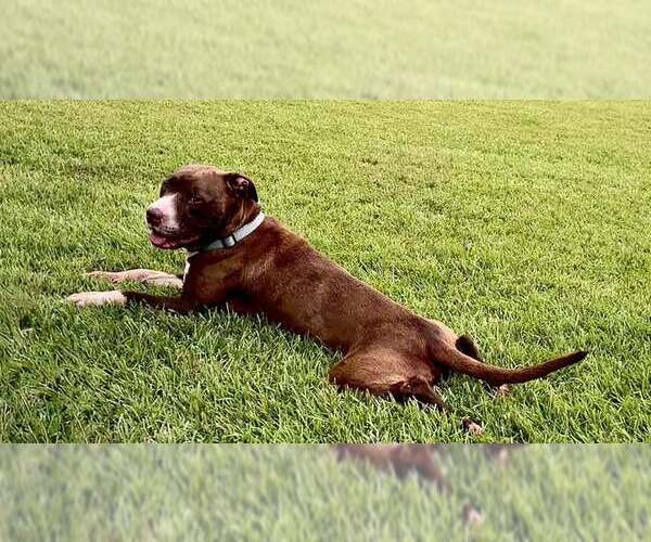 Medium Photo #4 Mutt Puppy For Sale in Holly Springs, NC, USA