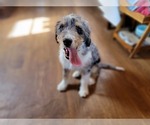 Small Photo #83 Bernedoodle (Miniature) Puppy For Sale in BLACK FOREST, CO, USA