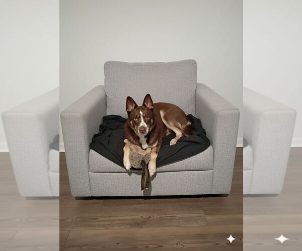 Medium Photo #2 Australian Kelpie-Australian Shepherd Mix Puppy For Sale in McKinney, TX, USA