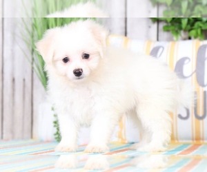 Bichon-A-Ranian Puppy for sale in MOUNT VERNON, OH, USA