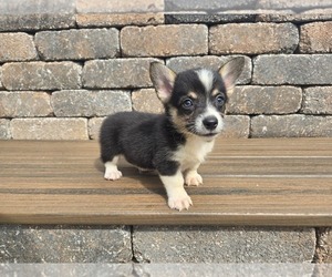 American Corgi Puppy for sale in CARLYLE, IL, USA