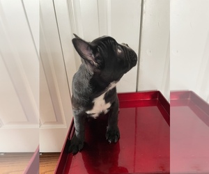 French Bulldog Puppy for sale in FARGO, ND, USA