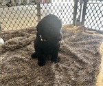 Small #4 Labradoodle