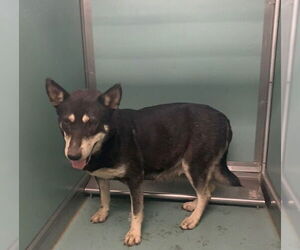 Siberian Husky-Unknown Mix Dogs for adoption in Moreno Valley, CA, USA