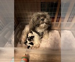Small Photo #1 Shih Tzu Puppy For Sale in ROSEVILLE, OH, USA