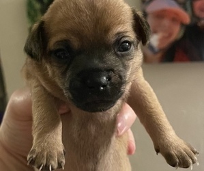 Chug Puppy for sale in TACOMA, WA, USA