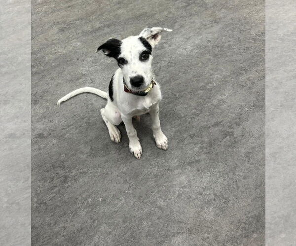 Medium Photo #1 Mutt Puppy For Sale in Plainfield, IL, USA