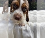 Small #1 Beagle