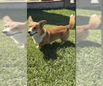 Small Pembroke Welsh Corgi