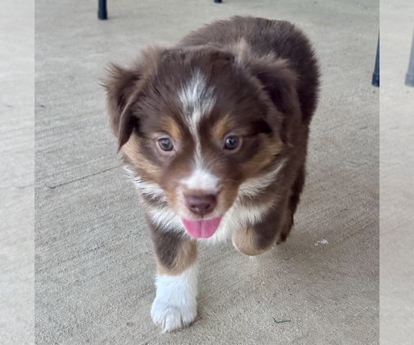 Medium Photo #11 Miniature Australian Shepherd Puppy For Sale in CANTON, TX, USA