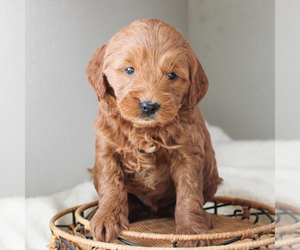 Goldendoodle-Poodle (Miniature) Mix Puppy for sale in CHRISTIANA, PA, USA