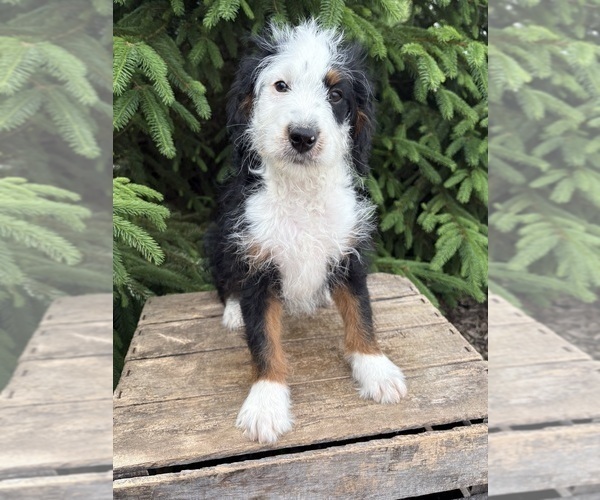 Medium Photo #3 Bernedoodle (Miniature) Puppy For Sale in MIDDLEBURY, IN, USA