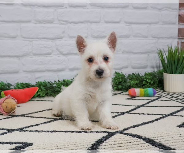 Medium Photo #6 West Highland White Terrier Puppy For Sale in SYRACUSE, IN, USA