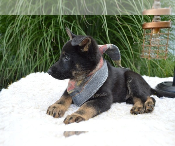 Medium Photo #7 German Shepherd Dog Puppy For Sale in HONEY BROOK, PA, USA