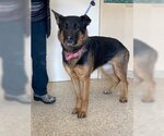 Small Photo #2 German Shepherd Dog Puppy For Sale in Polson, MT, USA