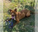 Small #1 American Pit Bull Terrier Mix