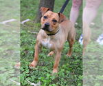 Small Bulldog Mix
