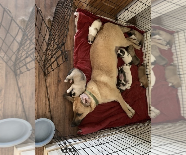 Medium Photo #1 Belgian Malinois-Great Pyrenees Mix Puppy For Sale in APPLETON, NY, USA