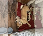 Small Photo #1 Belgian Malinois-Great Pyrenees Mix Puppy For Sale in APPLETON, NY, USA