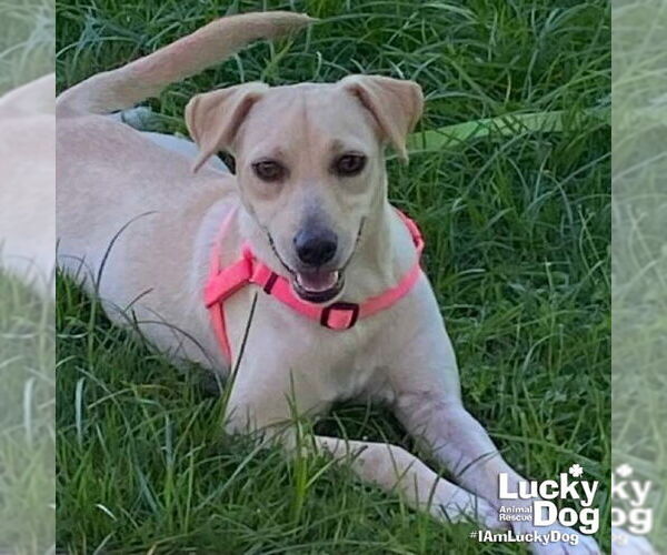 Medium Photo #5 Labrador Retriever-Retriever  Mix Puppy For Sale in Washington, DC, USA