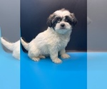 Small Photo #13 Maltipoo-Shih Tzu Mix Puppy For Sale in SAINT AUGUSTINE, FL, USA