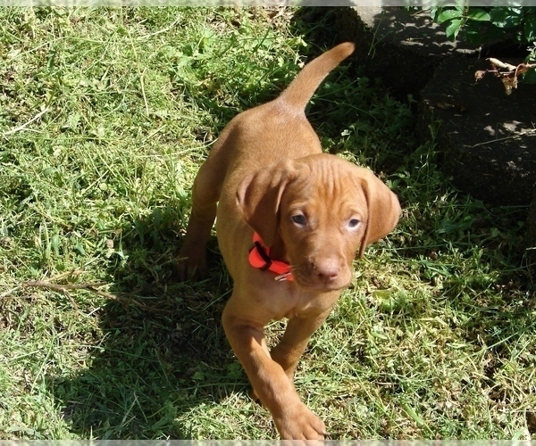 Medium Photo #6 Vizsla Puppy For Sale in AMORITA, OK, USA