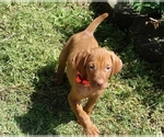 Small #5 Vizsla