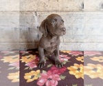 Small #16 Labrador Retriever