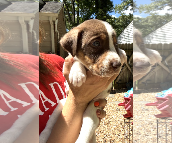 Medium Photo #7 Mutt Puppy For Sale in Rockville, MD, USA