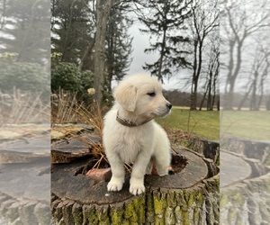 English Cream Golden Retriever Puppy for sale in WORCESTER, MA, USA