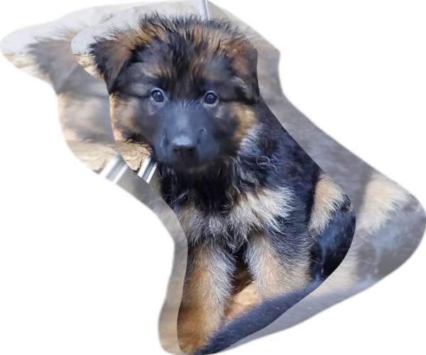 Medium Photo #7 German Shepherd Dog Puppy For Sale in WHEELING, IL, USA