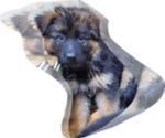 Small Photo #7 German Shepherd Dog Puppy For Sale in WHEELING, IL, USA