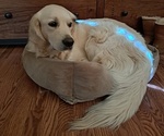 Small Photo #1 English Cream Golden Retriever Puppy For Sale in PRESCOTT VALLEY, AZ, USA