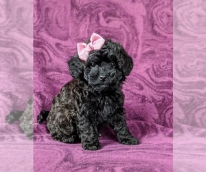 Poovanese Puppy for sale in LEOLA, PA, USA