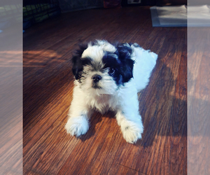 Shih Tzu Puppy for sale in LOS ANGELES, CA, USA
