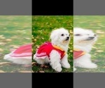 Small Photo #16 Bichon Frise Puppy For Sale in JURUPA VALLEY, CA, USA