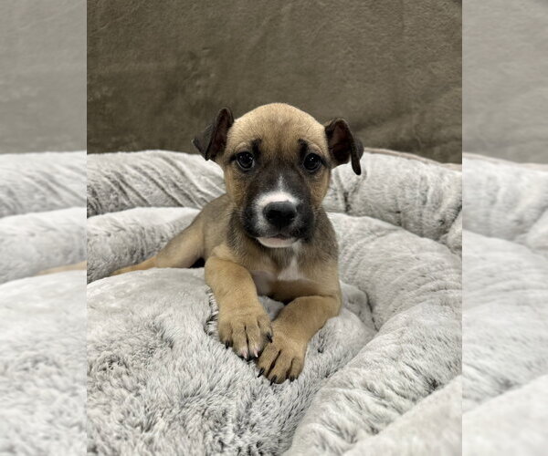 Medium Photo #4 Mutt Puppy For Sale in Lakewood, CO, USA